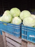 Sprzedam kapustę białą 1-4kg worek 20 kg ilości paletowe (nie tir)