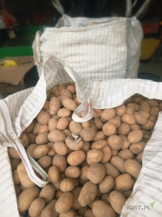 Ziemniaki odmiany Soraya w kalibrazu 50 +. Gotowe 24 tony. Pakowane w big-bag. Ilości tirowe.