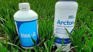 Co na zabieg T1 w zbożach ozimych?