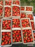 Witam sprzedam truskawki odmiany Olimpia Tea . Więcej informacji na nr tel 793094169