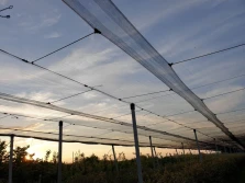 Ochrona przeciwgradowa borówki