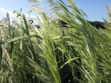 Ekonomiczne zwalczanie chwastów w zbożach