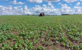 Jesienne odżywianie rzepaku azotem