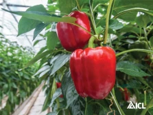 Jak skutecznie ograniczyć suchą zgniliznę w uprawie papryki stosując Polysulphate