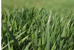 Jesienna walka z chwastami