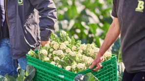 Kalafior IstemTM firmy Syngenta nominowany do nagrody Fruit Logistica 2022 Innovation Award