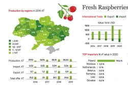 Polska importuje najwięcej ukraińskich owoców jagodowych