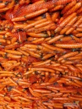 Marchew myta, szczotkowana kaliber handlowy 