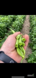 Witam. Sprzedam zieloną fasolę szparagową spod tunelu. Ilość ok. 1000kg