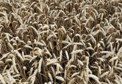 63% importowanej do UE pszenicy pochodzi z Ukrainy