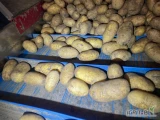 Sprzedam ziemniaki odmiana Queen Ane, kaliber 48+ worki szyte 10 lub 15 kg, ilości tirowe, aktualne badania fito, ziemniaki z magazynu 