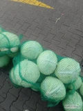 Witam sprzedam kapustę białą Ambrosia czysta ładna dobrze zbita  główki do 8kg  bez robaka. Możliwość uszykowania większej...