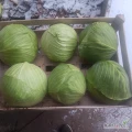 Witam. Mam  do sprzedania młodą  kapustę. Łuszczka 10 kg
