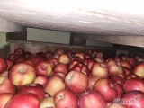 Sprzedam Jabłka deserowe nastepujących odmian: Prince, Gloster, Shampion oraz Idared z KA w ilościach tirowych, za wagę w skrzyni. Tel....