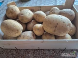 Sprzedam ziemniaki odmiany Gala Queen Anne Soraja opakowanie big bag luz worek 15 kg możliwość na mycie ilości tirowe I mniejsze badania...