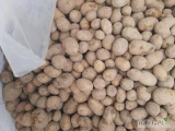 Sprzedam ziemniaki Gala 4,5+ twarde bez kiełka z jasnej ziemi.15 zł 