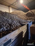 Mam 50 ton ziemniaków , z uszkodzeniami i drobne. Arizona . W skrzyniach także załadunek na cokolwiek 