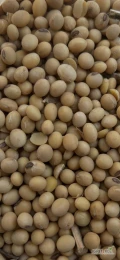 Sprzedam ziarno soi NON-GMO, z możliwością dostawy lub odbioru osobistego luzem. Cena ustalana jest indywidualnie, w zależności od...