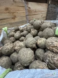 Sprzedam seler 500-1000, 1kg+. Wstępnie oczyszczony. Cena do uzgodnienia. 577-395-535