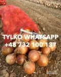 Kup cebulę w cenach hurtowych