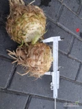 Sprzedam seler brudny balena handlowy od 0,5-1,1 kg Zdrowy kopany pod zamówienie  duże ilości  dostępny do końca roku  różne...