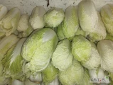 Sprzedam drobną kapustę 0,4-1,2 kg. Kapusta nie jest idealnie zielona. Cena do ustalenia. 