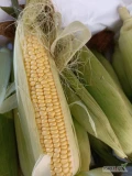 Mam do sprzedania świeżą kukurydzę cukrową w kolbach.Zapraszam do kontaktu.