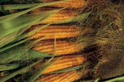 Różnokierunkowość. Odmiany uniwersalne