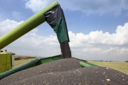 Credit Agricole: niskie ceny rzepaku z powodu dużych zapasów