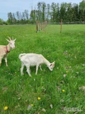 Sprzedam koziołki po matkach saneńskiej i kolorowej uszlachetnionej, kozy mleczne.Jeden z koziołków genetycznie bezrożny maja...