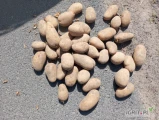 Sprzedam ziemniaki jadalne żółte Queen Anna Kal 45 worek 15 kg szyty kolor fioletowy ilości około 100/120 ton ,towar do przygotowania...