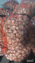 Sprzedam czosnek harnas w stanie jak na zdjęciu. Kaliber 3.5do 5 cm . Sprzedaje na kilogramy. Duże ilości. 
