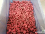 Sprzedam maliny mrożone Willamette – klasa ekstra – z własnego gospodarstwa