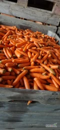 Sprzedam mytą, odpadową marchew około 8 ton 