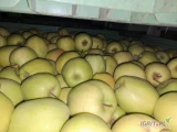 Sprzedam jabłko Golden za kazdy kg, otwarta komora Smart Fresh, KA. Twardy 6-7 jedrność, rwany od 65+