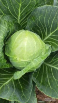Sprzedam kapustę białą od 1-3kg opakowanie do uzgodnienia 