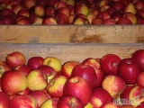 Sprzedam jabłka z chłodni odmiany Gala Mast Schampin Idared Ligol Golden Jonagoret Honey Crisp 