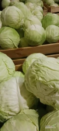 Sprzedam kapustę białą przemysłową duże głowy cienka krajanka większe i mniejsze ilości. 