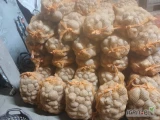 Sprzedam ziemniaka paszowego przebranego czystego 100 wor gotowe 