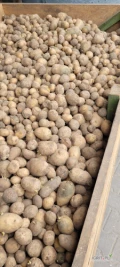 Sprzedam okolo 25ton ziemniakow odsortowych odmian jadalnych. Ziemniaki suche bez kamieni i zgnilych. Mozliwy transport. 