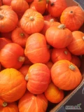 Mam na sprzedaż dynię hokkaido odmiana Amoro i dynię halloween odmiany Renegade i fort knox przedział wagowy hokkaido od 0.8 do 3 kg a...