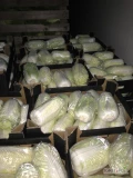 sprzedam kapustę pekińską od 0,5-1,5 kg