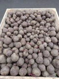 Sprzedam buraki buraczki czerwone odm wodan, kal. 5/9 (lub inny) najlepiej big bag lub skrzyniopaleta ew worek 10/15 kg ilości busowe i...