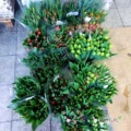 Sprzedam tulipany w różnych kolorach 1,60zł i 2,60 zł NA DZIEŃ KOBIET