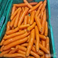 Sprzedam marchew myta 