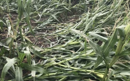 Wyleganie  kukurydzy