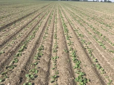 Jak poprawić precyzję wysiewu rzepaku?