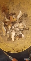 Sprzedam miks grzybów suszonych leśnych, podgrzybki, borowiki, podbuczki wszystkie oczyszczone więcej informacji pod numerem telefonu....