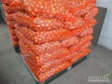 Sprzedam cebulę 3-5cm., nie fazorowana idealna na wysadkę. pakowana w worek raszlowy lub big bag ok 3,5-4ton.