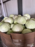 Sprzedam kapustę białą na kilogramy